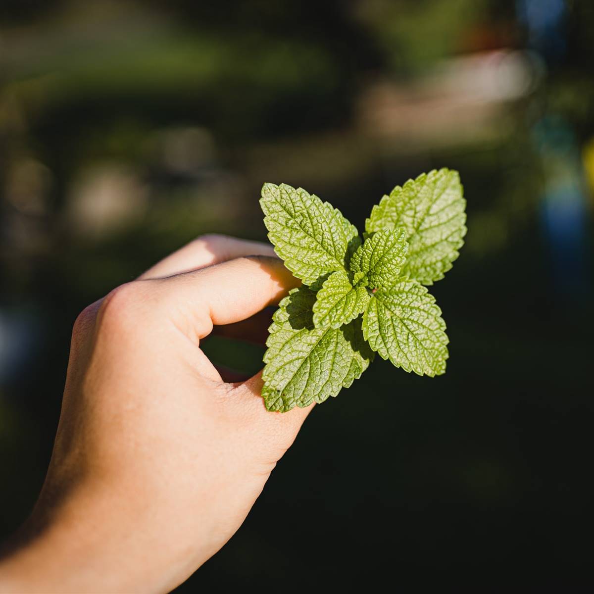 tipos de menta