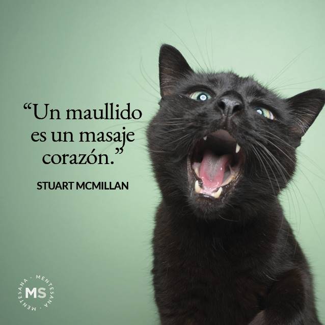frases de gatos4