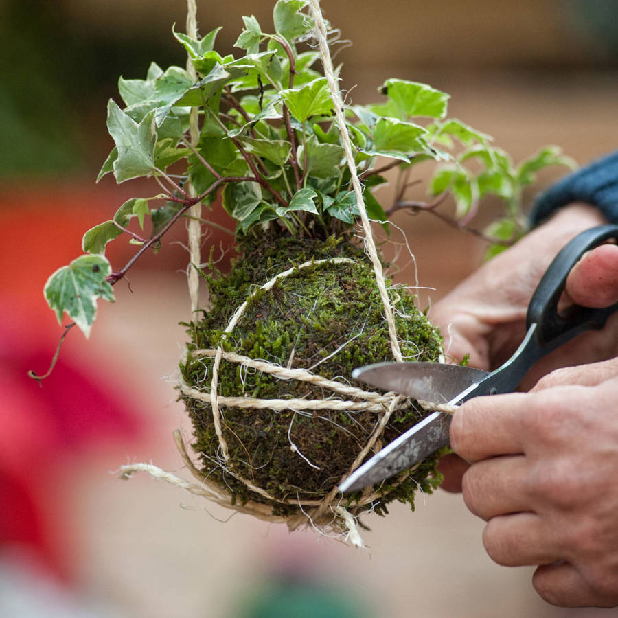 Kokedamas: la técnica japonesa para cultivar plantas en macetas vivas