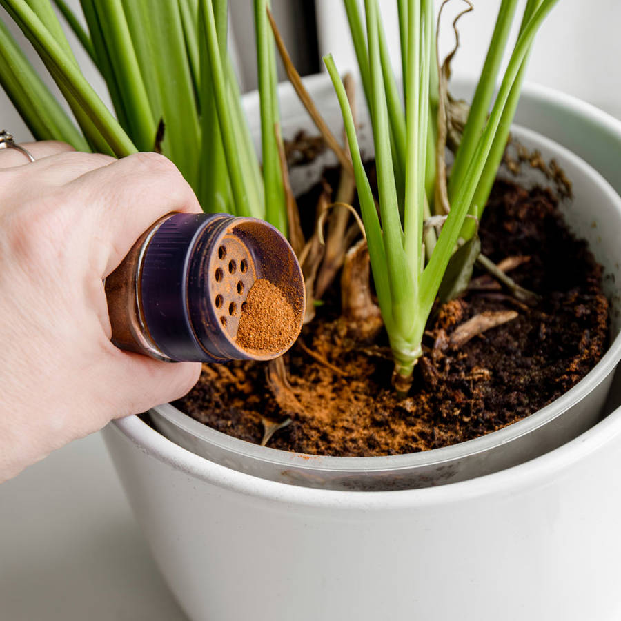 Cómo utilizar canela en las orquídeas para favorecer su crecimiento y proteger sus raíces