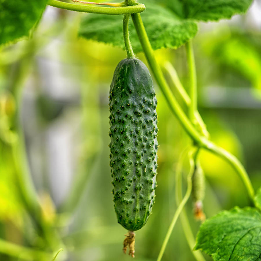 Mildiú y oídio del pepino: cómo reconocer y combatir estas plagas sin químicos