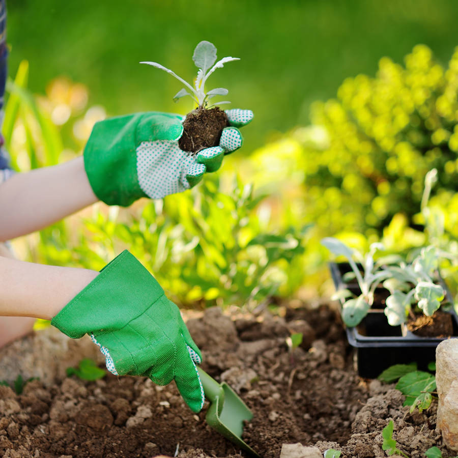 Estas son las plantas que se llevan mal entre ellas (compiten en el huerto y en el jardín)