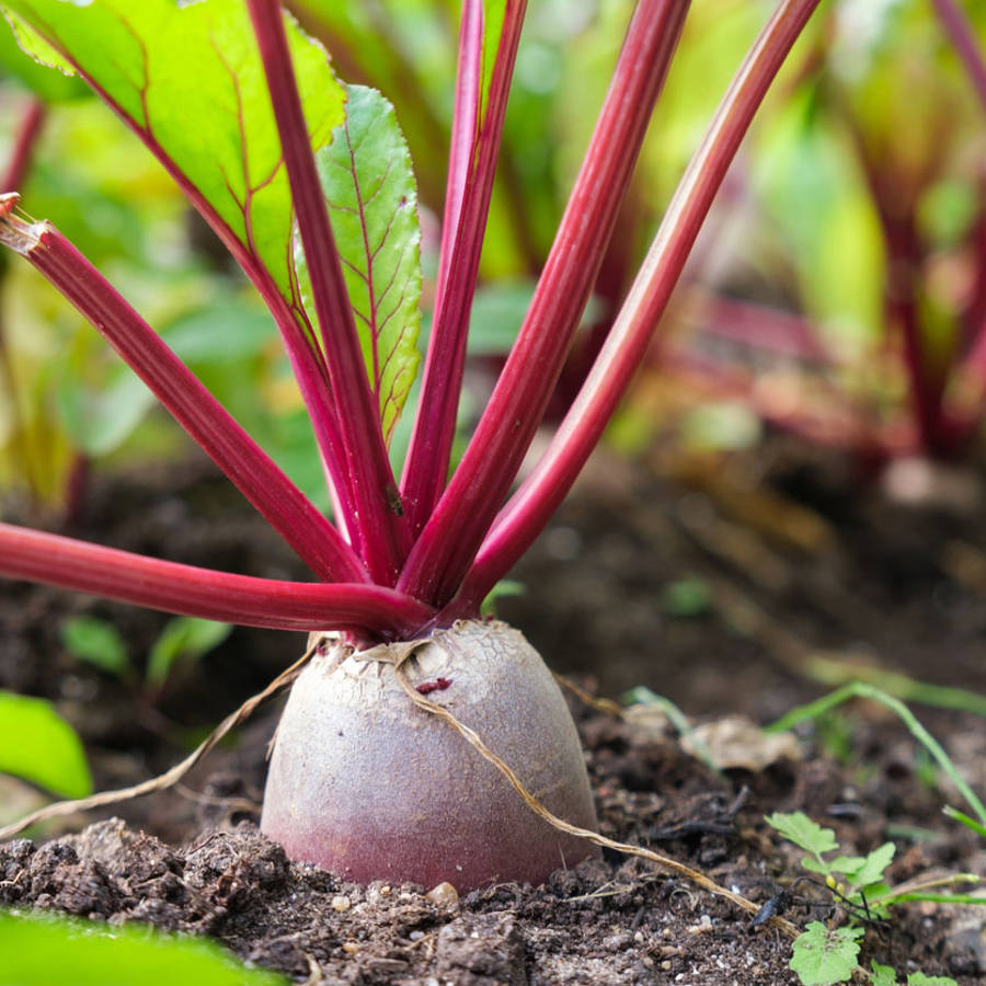 Cómo plantar remolachas para que crezcan jugosas y carnosas