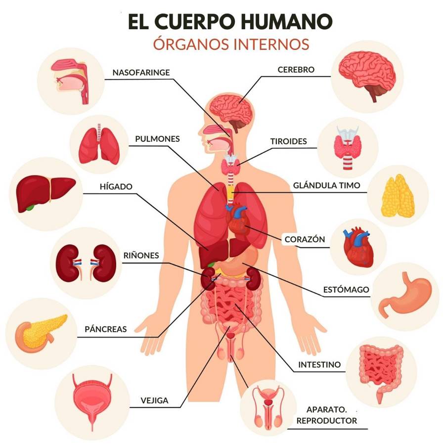 Órganos del cuerpo humano