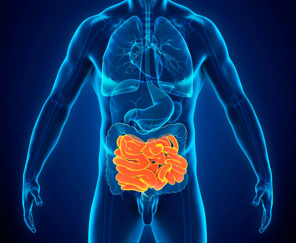 organos intestino delgado