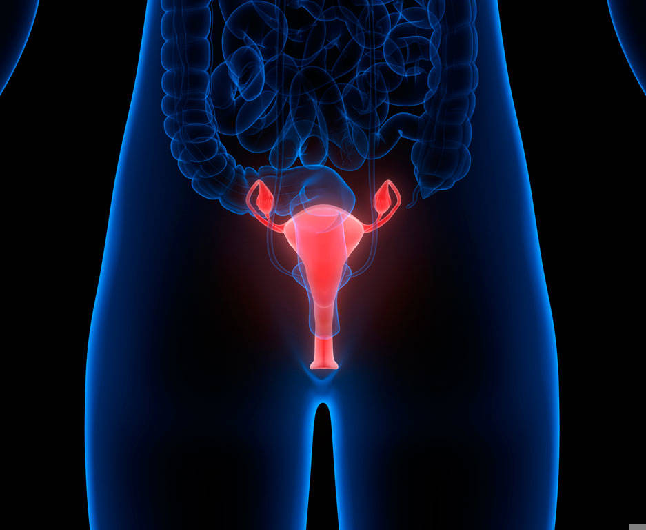 organos sistema reproductivo mujer