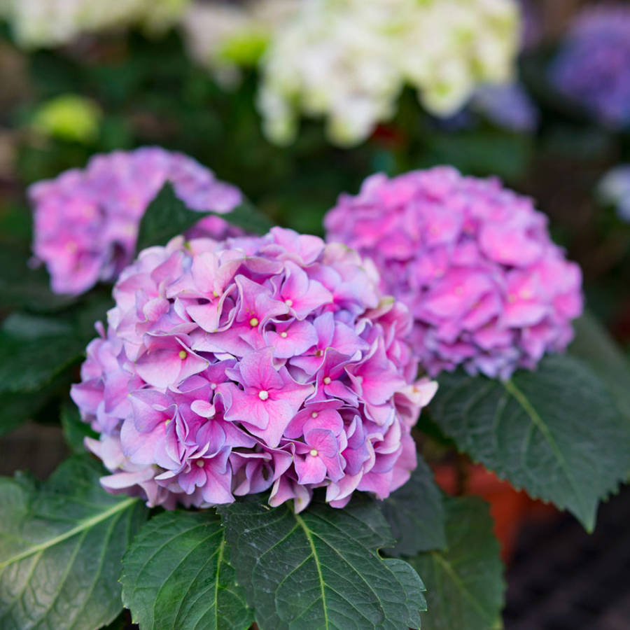 hortensia maceta