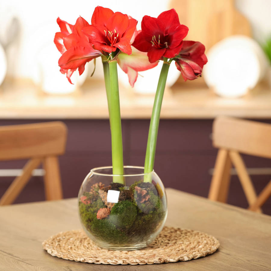plantas navidad amarilis