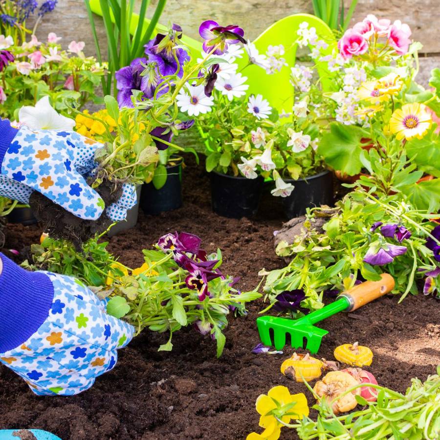 plantas jardin