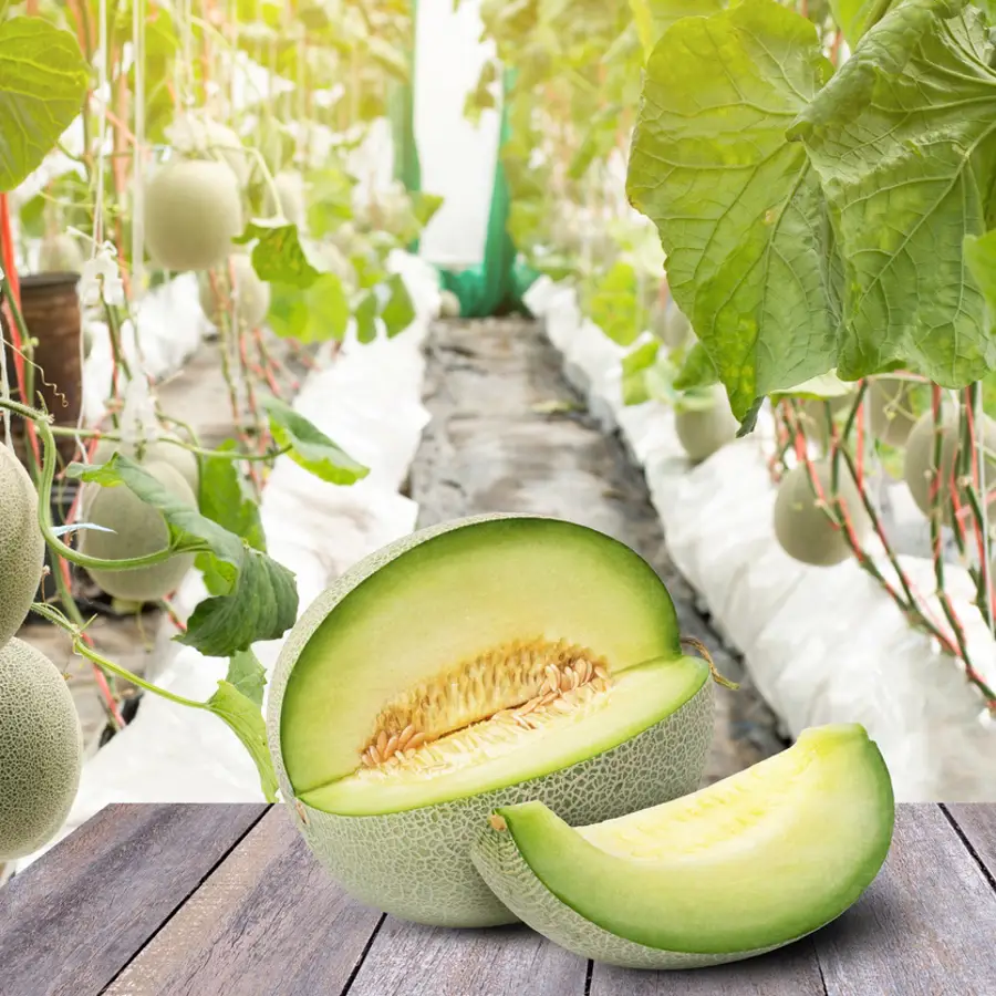 Cómo cultivar melones: siembra ahora y recoge en verano 