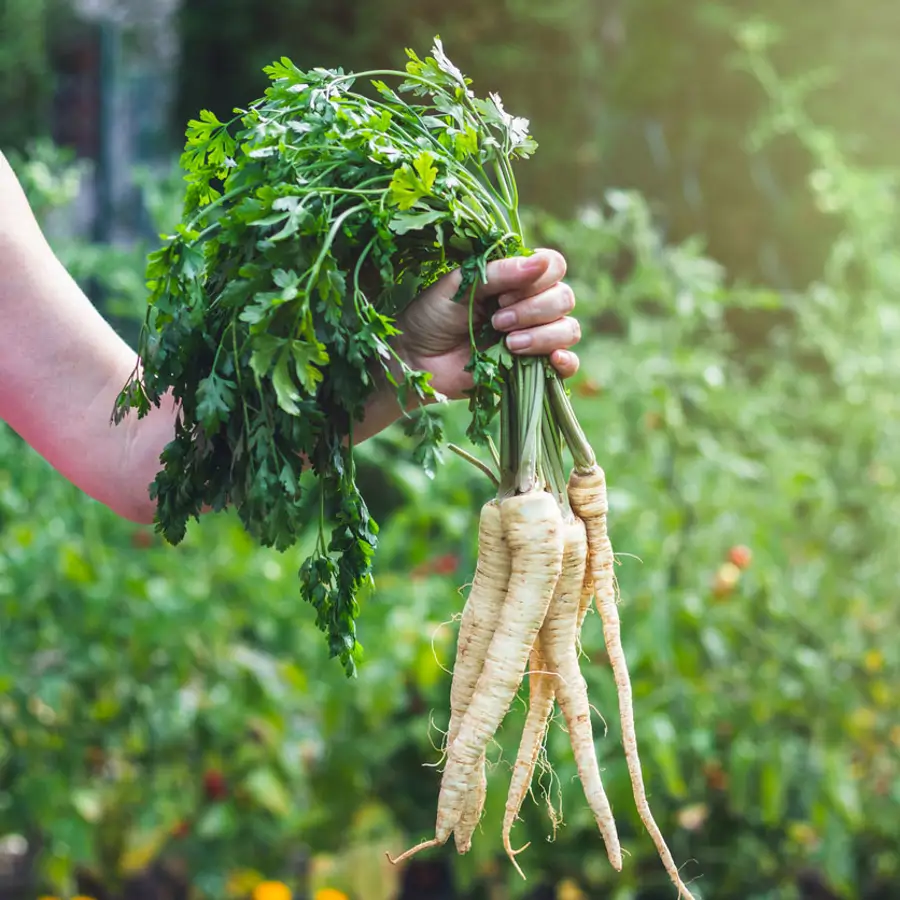 Cómo plantar chirivía, la infravalorada hortaliza que da un toque gourmet a tus recetas de invierno