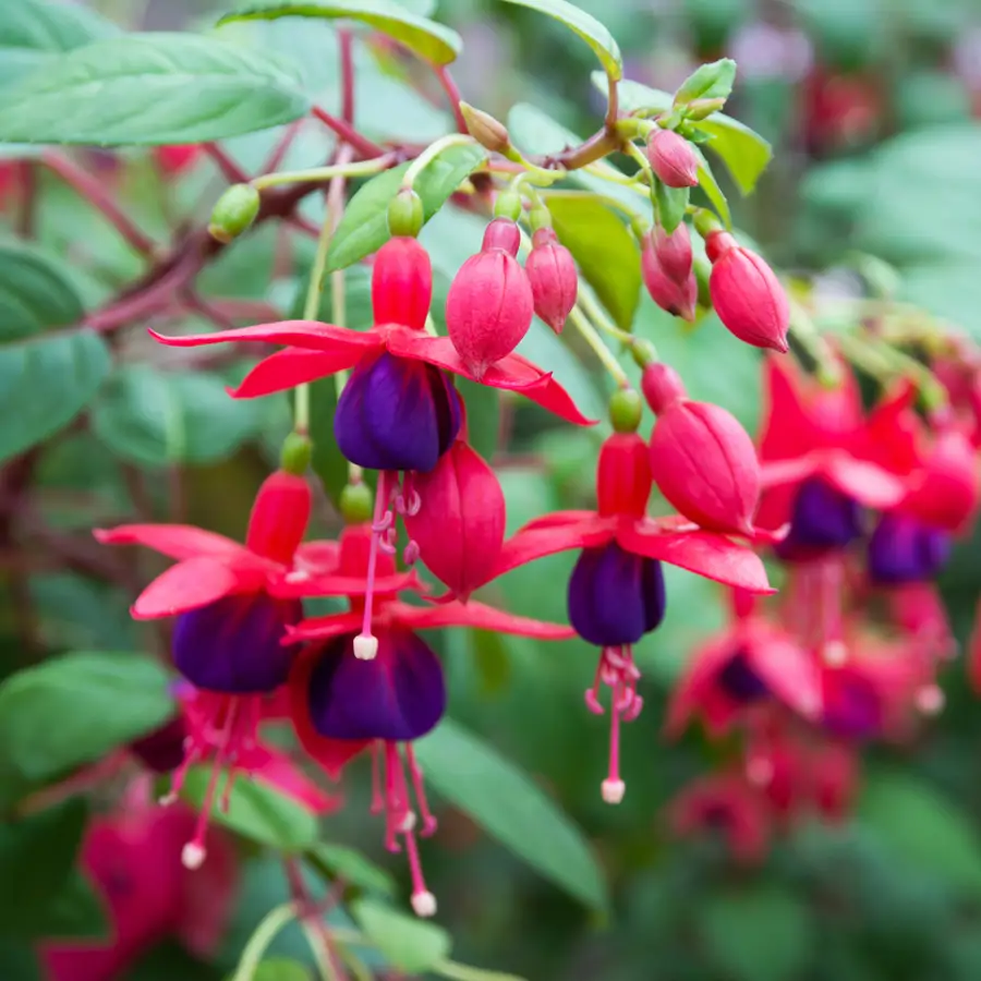 Fucsia o "pendientes de la reina": así se cuida el arbusto con las flores más bonitas del jardín 