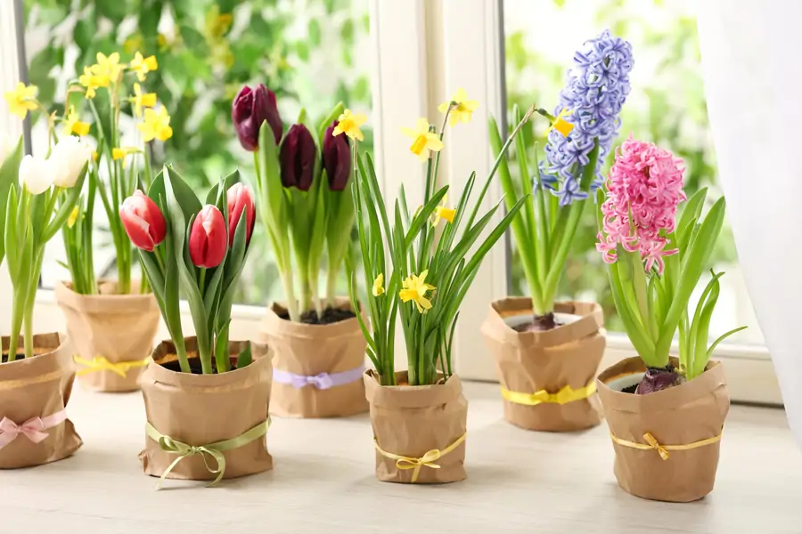 Flores de jacinto y otros bulbos