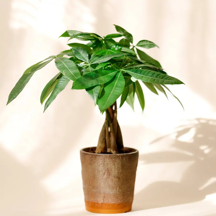'Pachira aquatica' o árbol del dinero, la bonita planta de tronco trenzado que atrae la prosperidad según el feng shui