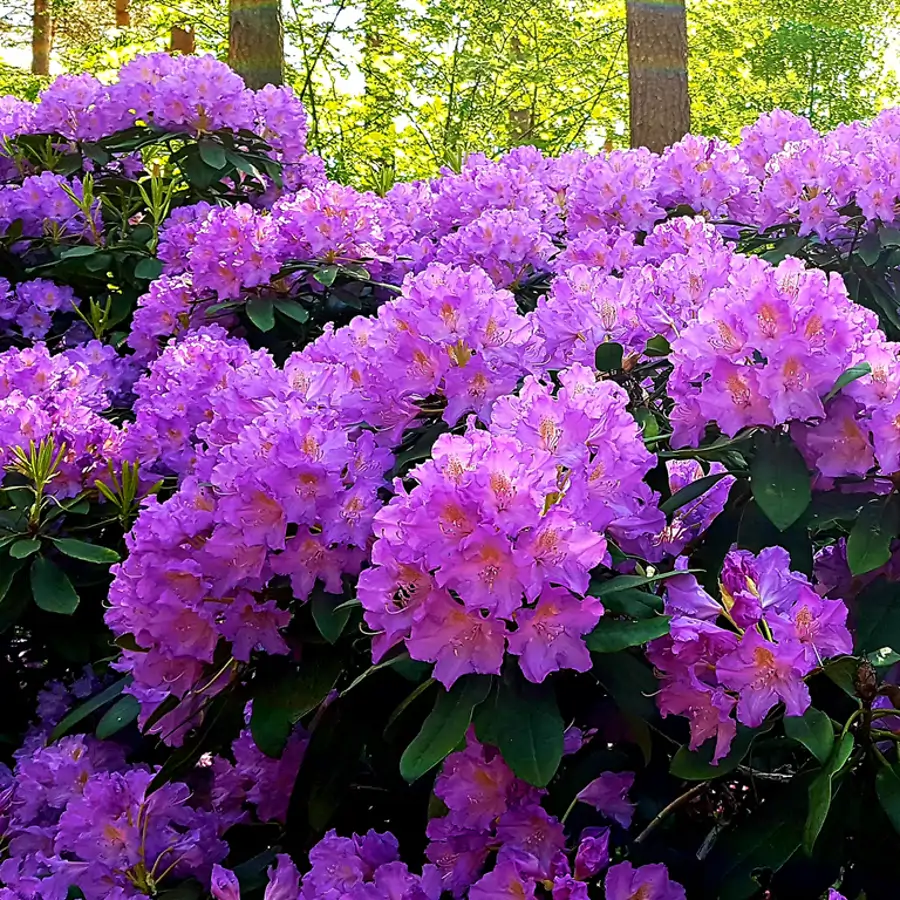 Rododendro