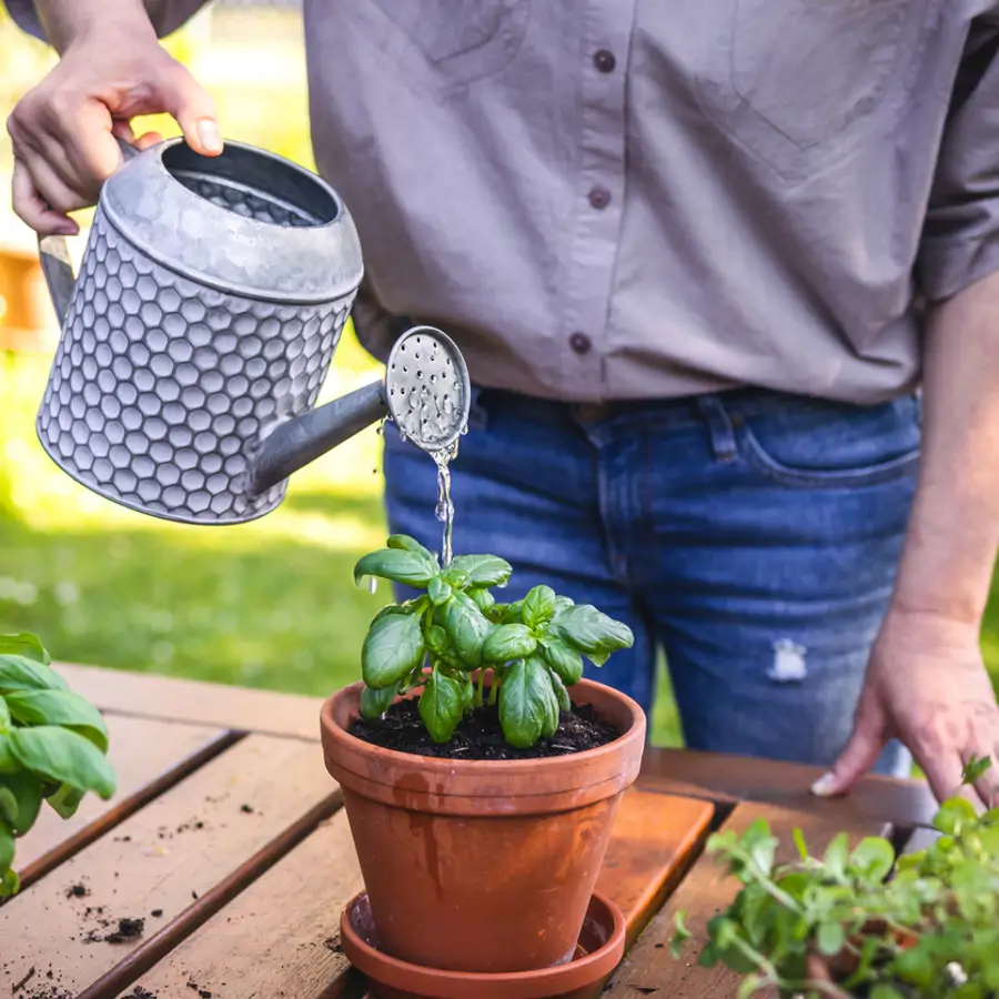 Un jardinero advierte sobre la manera más habitual de regar las plantas de maceta: "Les hace más mal que bien"