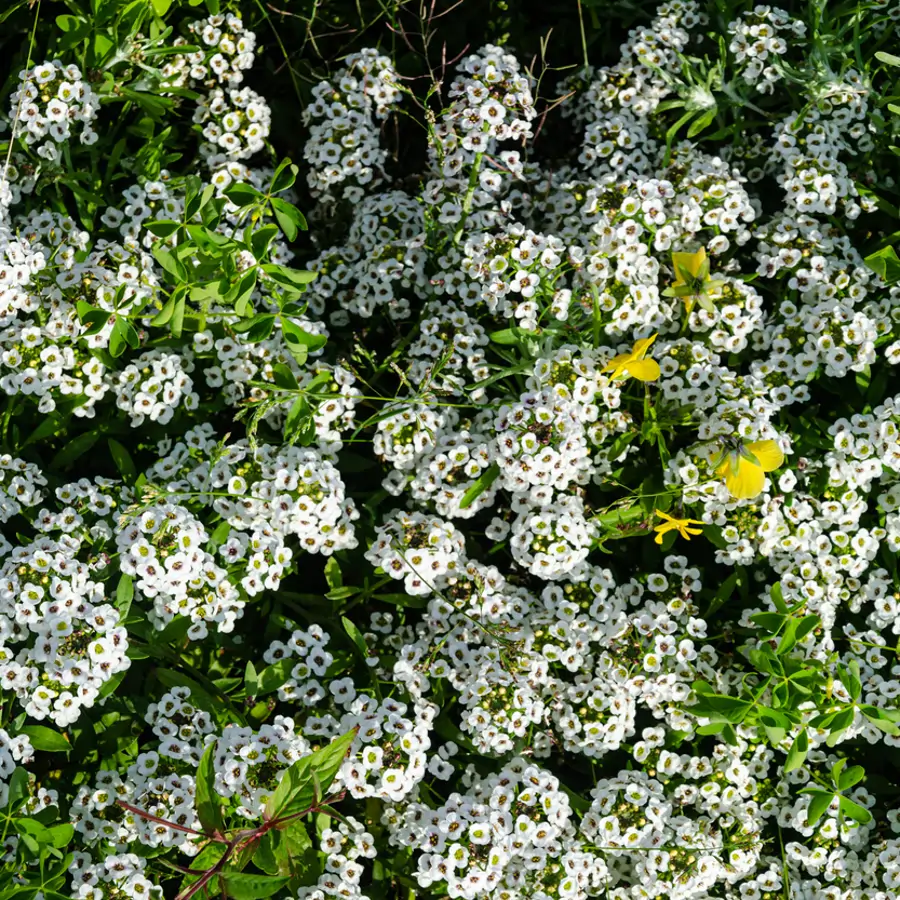 Tapiza tu jardín en verano, huele a miel y adora el sol: así es la bonita y resistente planta de flores blancas que cada año vuelve a brotar sin que hagas nada
